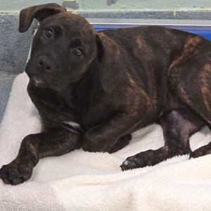Baby, Hound, Plott, available for adoption