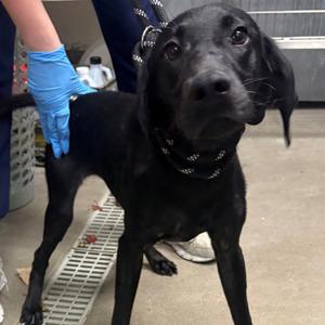 Nina, Retriever, Labrador, available for adoption