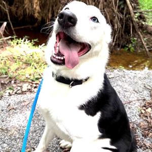 Ilsa, Collie, Border, adult, available for adoption