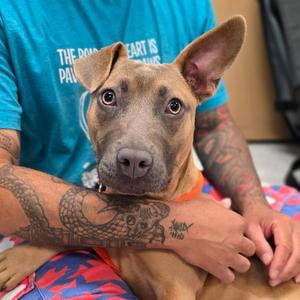 Tiffy, Terrier, Pit Bull, available for adoption