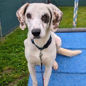 Huxley, Mixed Breed (Large), adult, available for adoption