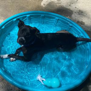 Bob Barker, Mixed Breed (Medium), adult, available for adoption