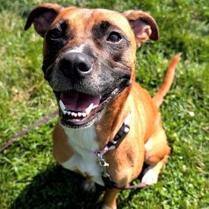 Freya, Mixed Breed (Medium), adult, available for adoption
