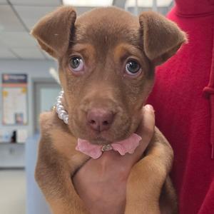 Minnow, Shepherd, available for adoption