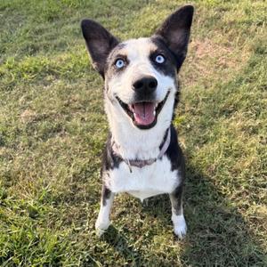 Clover, Mixed Breed (Large), adult, available for adoption