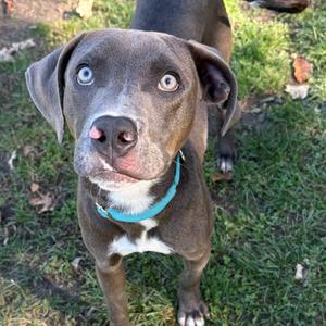 A brown dog with blue eyes wearing a blue collar stands on grass, looking up at the camera.