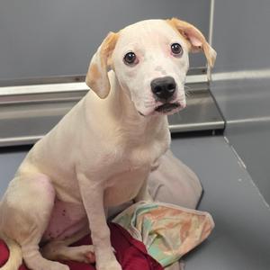 A light-colored puppy with floppy ears sitting on a red blanket, looking directly at the camera.