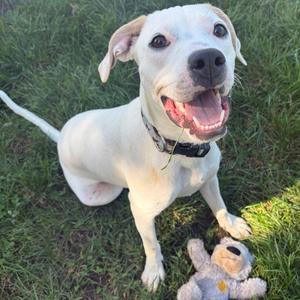 Savannah, Mixed Breed (Medium), adult, available for adoption