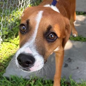 Rookie, Mixed Breed (Medium), available for adoption