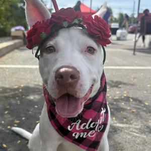 Rosette, Terrier, American Pit Bull, available for adoption