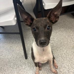 Babette, Mixed Breed (Small), available for adoption