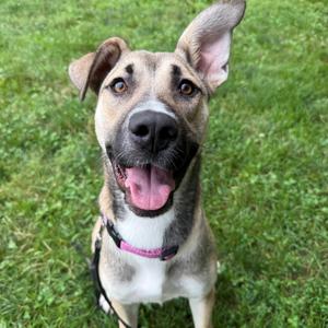 Bailey, Shepherd, German, adult, available for adoption