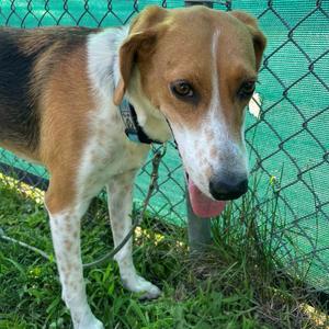 Reece, Mixed Breed (Medium), adult, available for adoption