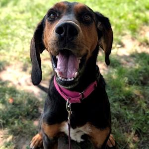 Siren, Hound, adult, available for adoption