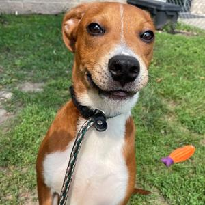Home Run, Mixed Breed (Medium), available for adoption