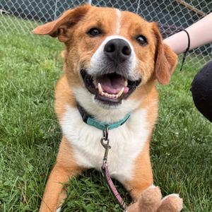 Judd, Mixed Breed (Large), adult, available for adoption