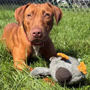 Stella, Mixed Breed (Medium), adult, available for adoption