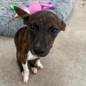 Beatrice, Mixed Breed (Small), available for adoption