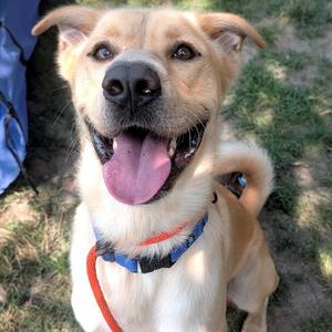 Dennis, Mixed Breed (Medium), adult, available for adoption