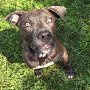 Luke, Mixed Breed (Medium), available for adoption