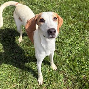 Daisy, Hound, adult, available for adoption