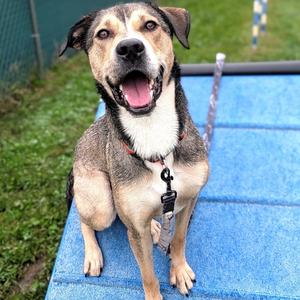 Panfish, Shepherd, German, adult, available for adoption