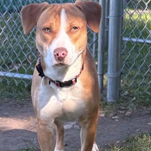 A brown and white dog with floppy ears and a red collar standing in front of a chain-link fence.