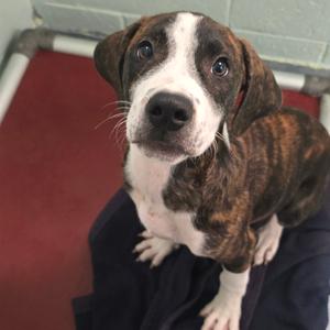 Luke, Hound, Plott, available for adoption