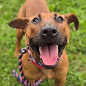 A happy brown dog with a pink tongue and a colorful collar, standing on green grass.