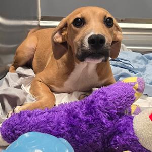 Shortstop, Mixed Breed (Medium), available for adoption