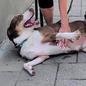 Tabitha, Mixed Breed (Medium), senior, available for adoption