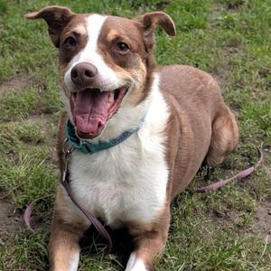 Tabitha, Mixed Breed (Medium), senior, available for adoption