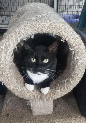 Gizmo, adult, available for adoption