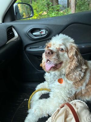 Henry, Cocker Spaniel, young, available for adoption