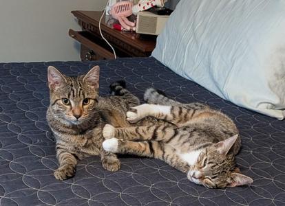 Ivy & Poppy, kitten, available for adoption