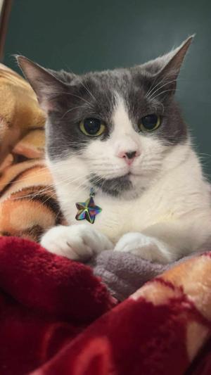Winky, adult, available for adoption