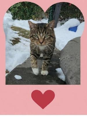 Gibby, adult, available for adoption