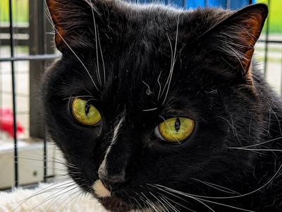 Figgy, senior, available for adoption
