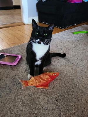 Zorro, adult, available for adoption