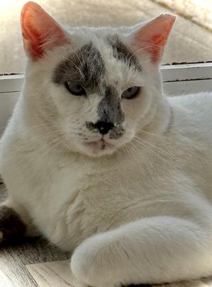 A white cat with grey markings on its face lies down, looking towards the right.