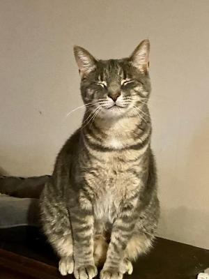 Merry, adult, available for adoption
