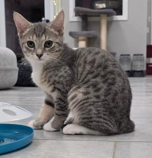Gardenia, young, available for adoption