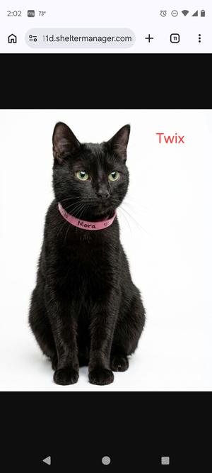 A black cat named Twix with a pink collar that says Mora, sitting in front of a white background.