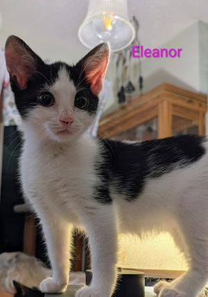Eleanor, young, available for adoption