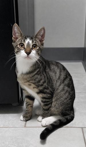 A tabby cat with white paws and chest sitting on a tiled floor.