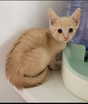 A fluffy, light-colored kitten sitting on a white surface next to a green and white water bowl.