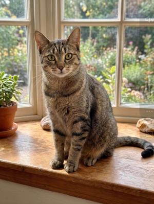 Luna, adult, available for adoption
