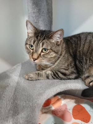 Johnnie, young, available for adoption