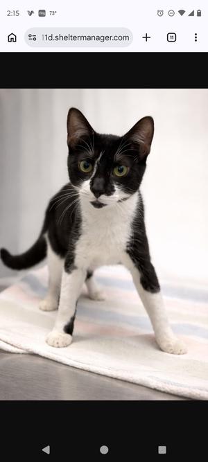 A black and white cat stands on a striped cloth.
