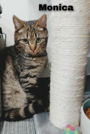 Monica, young, available for adoption
